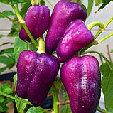 Насіння перцю солодкого Ода 0,2 г, фото 2