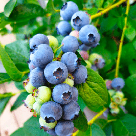 Саджанці лохини