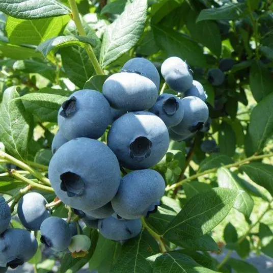 Саджанці Лохини Дрейпер (Draper) - середня, крупноплідна, врожайна Р9, фото 1