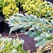 Ялівець Блю Спайдер / С5 / Juniperus Blue Spider, фото 2