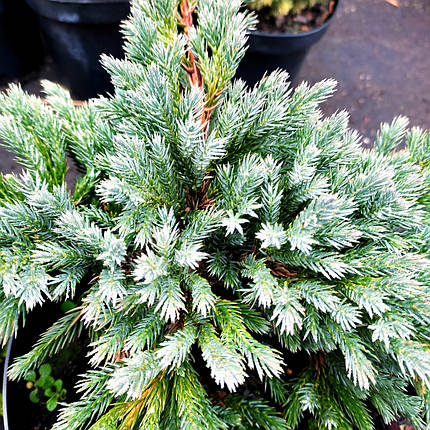 Ялівець Блю Спайдер / С5 / Juniperus Blue Spider, фото 2