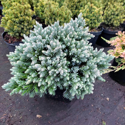 Ялівець Блю Стар / d 25-35 / Juniperus squamata Blue Star, фото 2