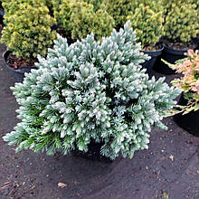 Ялівець Блю Стар / d 25-35 / Juniperus squamata Blue Star