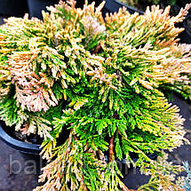 Ялівець Голден Карпет / Juniperus Golden Carpet, фото 3