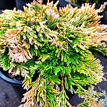 Ялівець Голден Карпет / С3 / Juniperus Golden Carpet