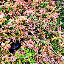 Ялівець Голден Карпет / Juniperus Golden Carpet, фото 4