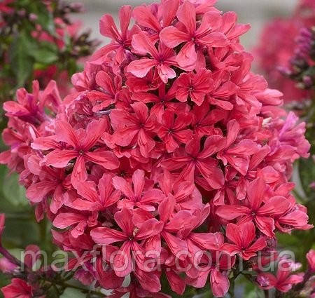 Флокс Cleopatra(відкритий корінь), фото 1