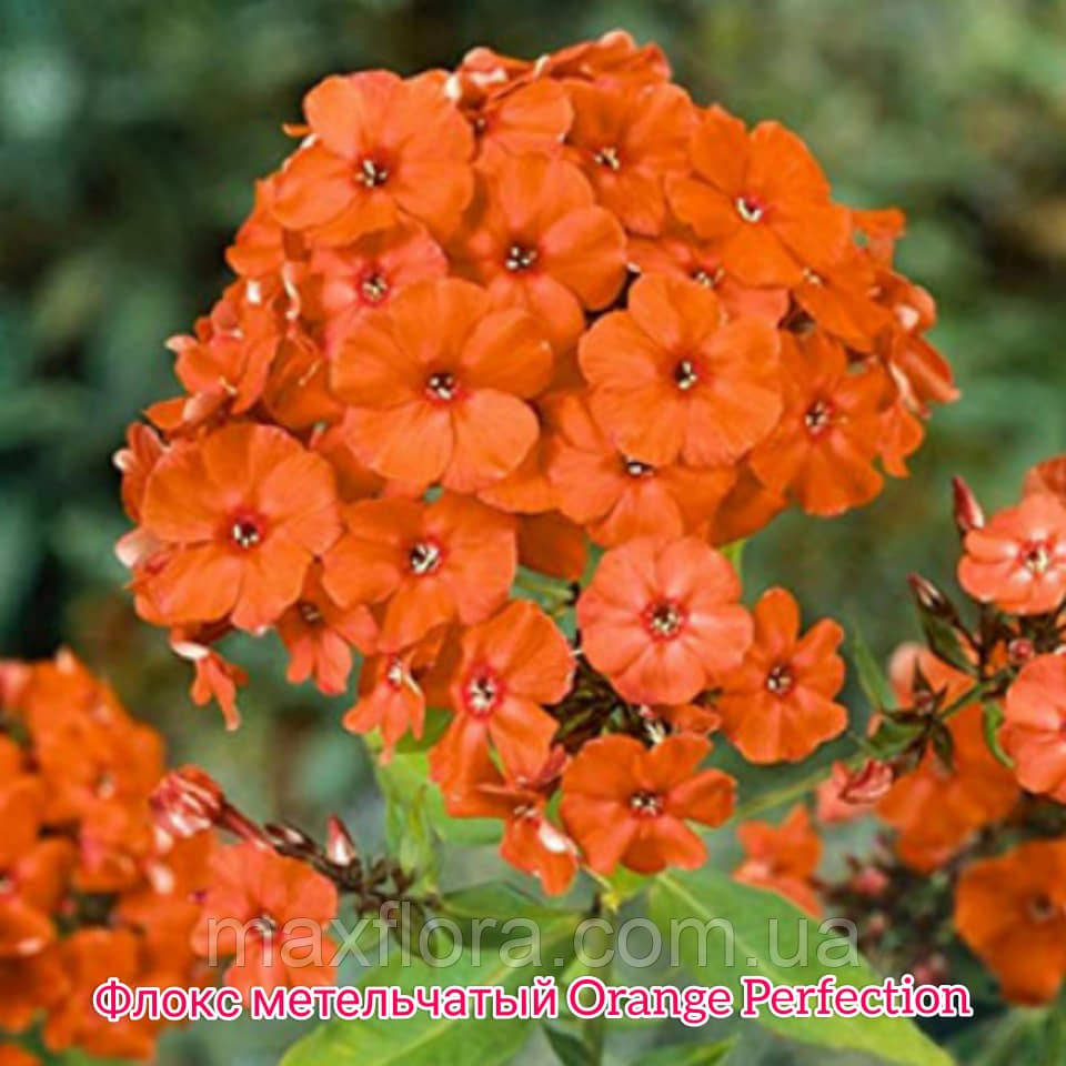 Флокс Orange Perfection