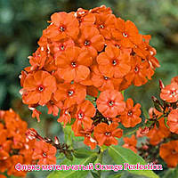 Флокс Orange Perfection