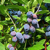 Жимолость їстівна Блю Треже