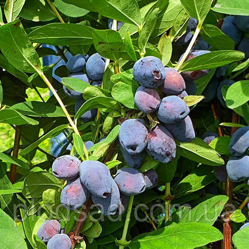 Жимолость їстівна Блю Треже