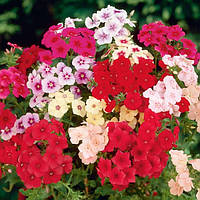 Флокс дрібний гурт