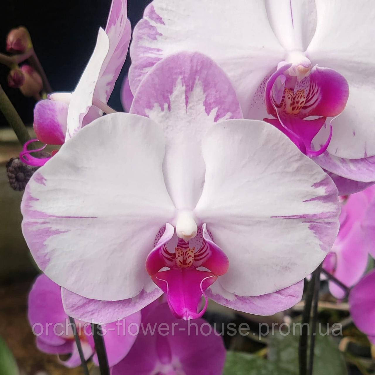 Орхідея Phal. Splash Honey підліток