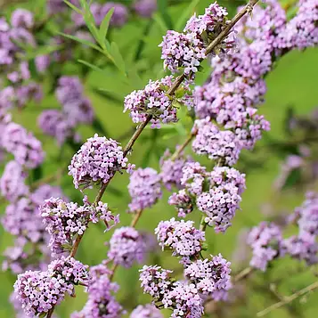 Саджанці Буддлеї очереднолистної (Buddleja alternifolia)