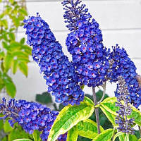 Саженцы Буддлеи Давида Эмпайр Блю (Buddleja davidii Empire blue)