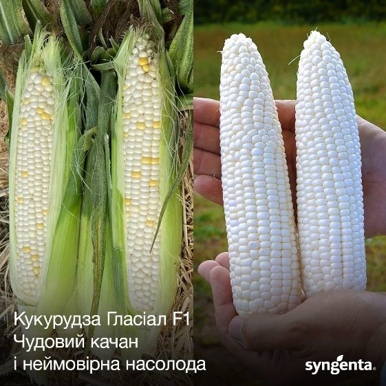 Гласіал F1 (5000 нас.) насіння кукурудзи солодкої Syngenta