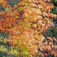 Клен японський "Orange Lace".
Acer  palmatum "Orange Lace".