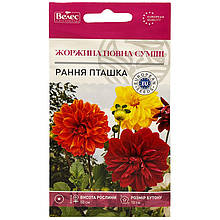 Насіння жоржини повної "Рання пташка", суміш (0,3 г) від ТМ "Велес", Україна
