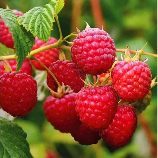 Саджанці літньої малини Вілламет (Willamette) - рання, солодка, стійка, фото 1