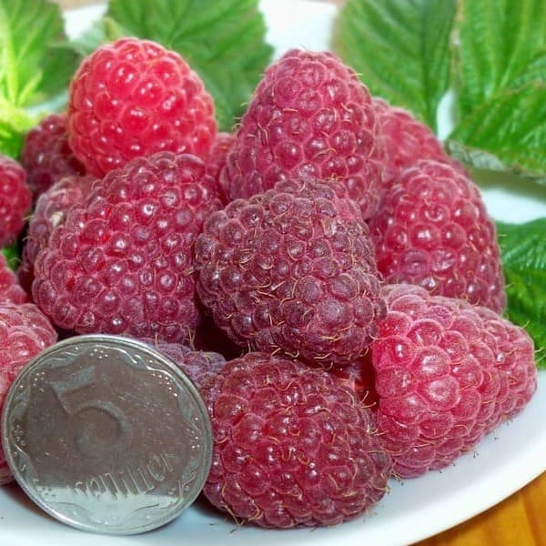 Саджанці ремонтантної малини Космічна (Space) - великоплідна, невибаглива, безколючкова, фото 1