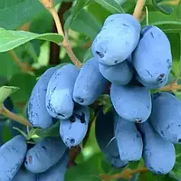 Жимолость їстівна Хоней Бі 2 роки