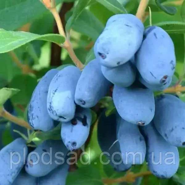 Жимолость їстівна Хоней Бі