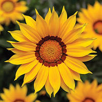 Газанія Frosty Kiss™ Yellow Syngenta 5 шт