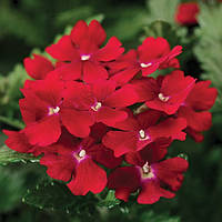 Вербена Obsession® Red Syngenta 5 шт.