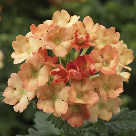 Вербена Obsession® Apricot Syngenta 5 шт.