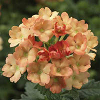 Вербена Obsession® Apricot Syngenta 5 шт.