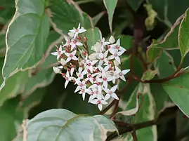 Дерен білий Miracle 3 річний, Дерен белый Мираж, Cornus alba Miracle, фото 4