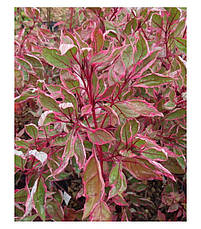 Дерен білий Miracle 3 річний, Дерен белый Мираж, Cornus alba Miracle, фото 5