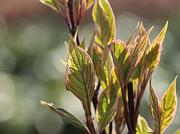 Дерен білий Miracle 3 річний, Дерен белый Мираж, Cornus alba Miracle, фото 6