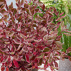 Дерен білий Miracle 3 річний, Дерен белый Мираж, Cornus alba Miracle, фото 3