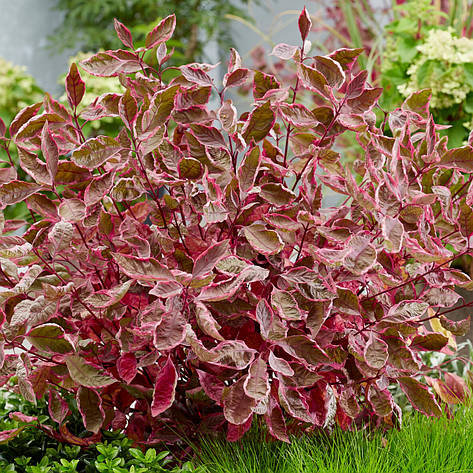 Дерен білий Miracle 3 річний, Дерен белый Мираж, Cornus alba Miracle, фото 1