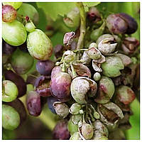 Оїдіум (борошиста роса винограду)