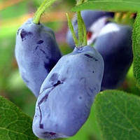 Жимолость їстівна Блакитний банан 2 роки