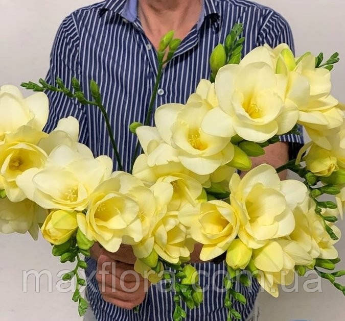 Фрезія махрова жовта 5/6, фото 1