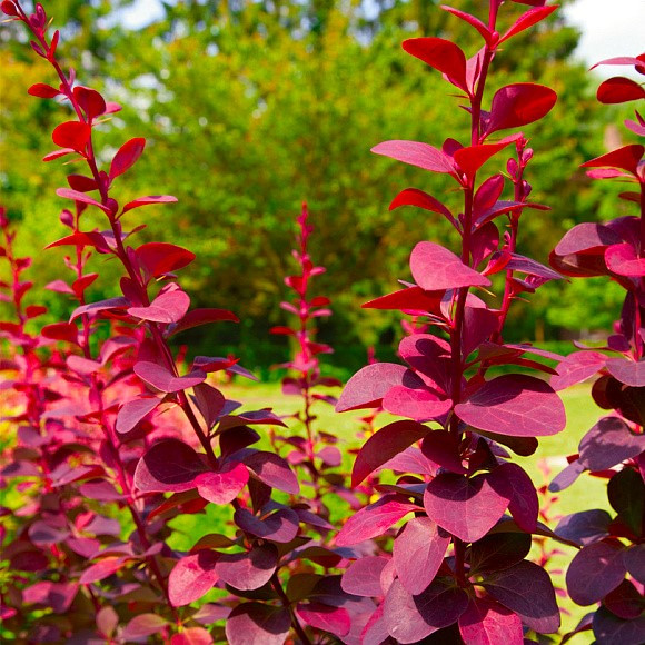 Саджанці Барбарису оттавського Суперба (Superba), фото 1