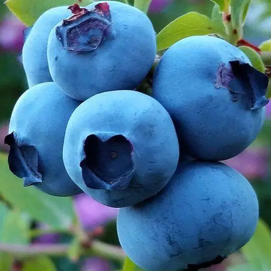 Саджанці Лохини Герберт (Herbert) - середньо-пізня, крупноплідна, урожайна (3-х річна) С2, фото 1