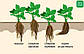 Розсада полуниці Кімберлі (Кimberly) - рання, крупноплідна, врожайна, фото 8