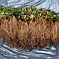 Розсада полуниці Фестивальна ромашка (Festival camomile) - середня, урожайна, солодка, фото 8