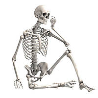 Деталізована фігурка скелета, Велика модель скелета, Анатомічний скелет людини 90 см
