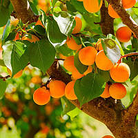 Аромамасло Candlescience Apricot grove (Абрикосовая роща),