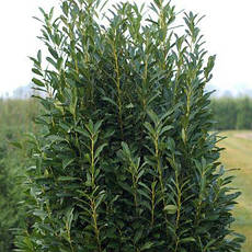 Лавровишня лікарська Elly 2 річна, Лавровишня лекарственная Элли, Prunus laurocerasus Elly, фото 3