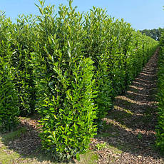 Лавровишня лікарська Elly 2 річна, Лавровишня лекарственная Элли, Prunus laurocerasus Elly, фото 4