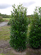 Лавровишня лікарська Elly 2 річна, Лавровишня лекарственная Элли, Prunus laurocerasus Elly, фото 2