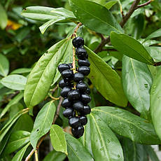 Лавровишня лікарська Elly 2 річна, Лавровишня лекарственная Элли, Prunus laurocerasus Elly, фото 5