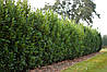 Лавровишня лікарська Elly 2 річна, Лавровишня лекарственная Элли, Prunus laurocerasus Elly, фото 8