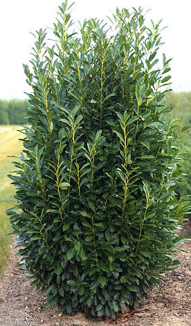 Лавровишня лікарська Elly 2 річна, Лавровишня лекарственная Элли, Prunus laurocerasus Elly, фото 1